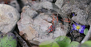 Firebugs insects Pyrrhocoris Apterus on the Ground. Springtime in Wild Nature. Beetles With a Red Spotted Back 5