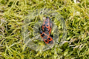 Firebugs on old green moss