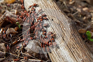 The firebugs Pyrrhocoris apterus