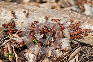 The firebugs Pyrrhocoris apterus