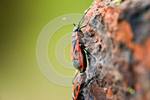 Firebugs - Pyrrhocoris Apterus