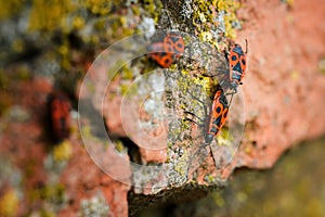 Firebugs - Pyrrhocoris Apterus