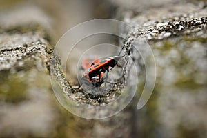 Firebugs - Pyrrhocoris Apterus