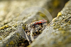 Firebugs - Pyrrhocoris Apterus