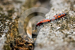 Firebugs - Pyrrhocoris Apterus