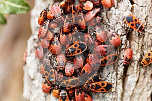 Firebugs Pyrrhocoris apterus