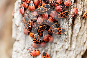 Firebugs Pyrrhocoris apterus