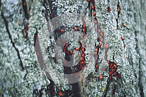 Firebugs - Pyrrhocoris apterus