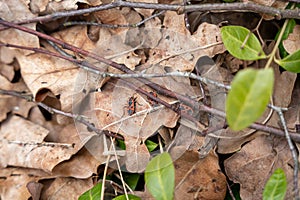 Firebugs (Pyrrhocoris apterus) on brown leaves in spring