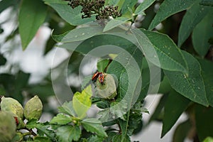 Firebugs, Pyrrhocoris apterus, are on the buds of Hibiscus syriacus in September. Berlin, Germany