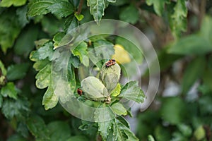 Firebugs, Pyrrhocoris apterus, are on the buds of Hibiscus syriacus in September. Berlin, Germany