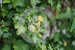 Firebugs, Pyrrhocoris apterus, are on the buds of Hibiscus syriacus in September. Berlin, Germany