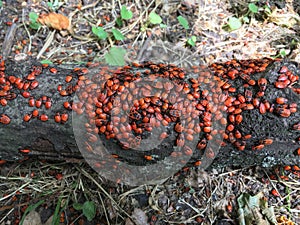 Firebugs Pyrrhocoris apterus colony on the log.