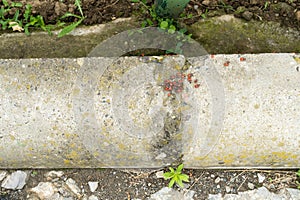 Firebugs Pyrrhocoris apterus on concrete