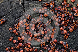 Firebugs, Pyrrhocoris apterus photo