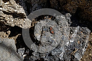 Firebugs or Pyrrhocoris apterus mate on stone