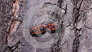 Firebugs or Pyrrhocoris apterus mating on a tree close-up, selective focus, shallow DOF