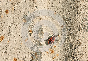 Firebugs Pyrrhocoris apterus on metal rusty background