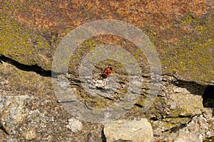 Firebugs, Pyrrhocoris apterus on stone wall.