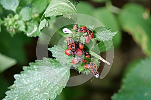 Firebugs sits on green bush, pyrrhocoris apterus