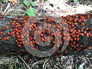 FirebugsPyrrhocoris apterus colony on the log.