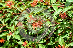Firebush Or Hummingbird Bush (Hamelia Patens)
