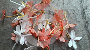 Firecrack flowers are in a bunch