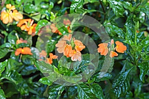 The firecracker flower , Crossandra infundibuliformis , Sri Lanka
