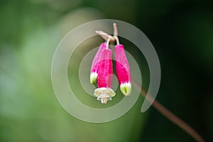 Firecracker flower, Dichelostemma ida-maia, close-up of flower