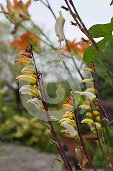 Firecracker flowering vine