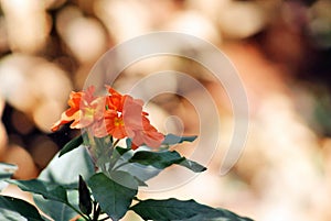 Firecracker flowers Crossandra infundibuliformis