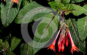 firecracker the fountainbush,