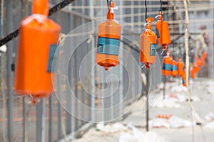 Firecracker at Mascleta. Fallas of Valencia