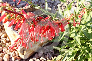 Firecracker Penstemon. A scarlet red inflorescence with foliage