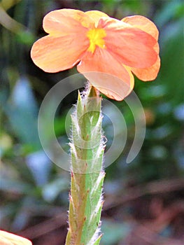 Firecracker plant flower (russelia) in a garden.