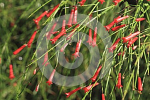 Firecracker plant, Russelia equisetiformis photo