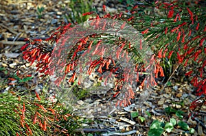 FireCracker Plant, Russelia equisetiformis. photo
