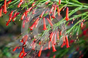 FireCracker Plant, Russelia equisetiformis. photo