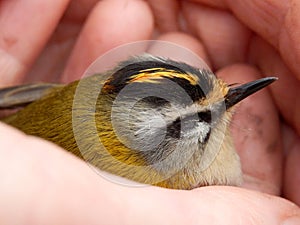 Firecrest