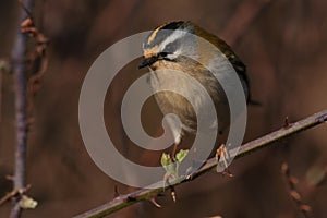 Firecrest on a bramble stem.