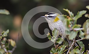 Firecrest on a Bush