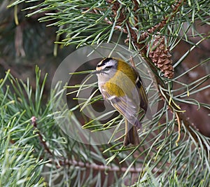 A firecrest in a pine tree.