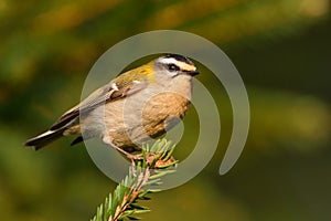 Firecrest - Regulus ignicapilla