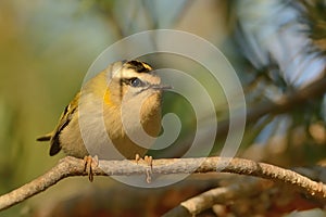 Firecrest - Regulus ignicapilla