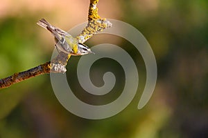 Firecrest or Regulus ignicapilla, perched on a twig.