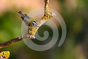 Firecrest or Regulus ignicapilla, perched on a twig.