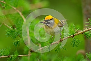 Firecrest - Regulus ignicapilla small forest bird with the yellow crest singing in the dark forest, sitting on the larch branch,