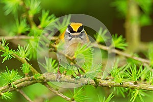 Firecrest - Regulus ignicapilla small forest bird with the yellow crest singing in the dark forest, sitting on the larch branch,
