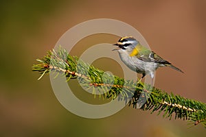 Firecrest - Regulus ignicapilla small forest bird with the yellow crest singing in the dark forest, very small passerine bird in