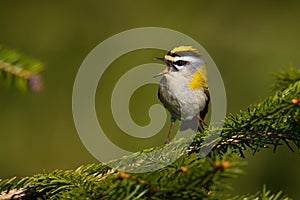 Firecrest - Regulus ignicapilla small forest bird with the yellow crest singing in the dark forest, very small passerine bird in